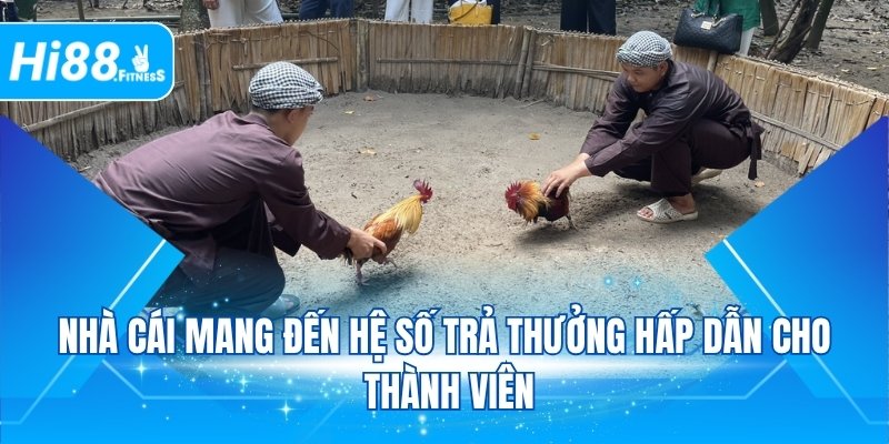 Nhà cái mang đến hệ số trả thưởng hấp dẫn cho thành viên